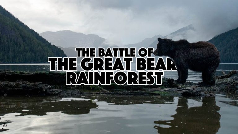 The Battle of the Great Bear Rainforest