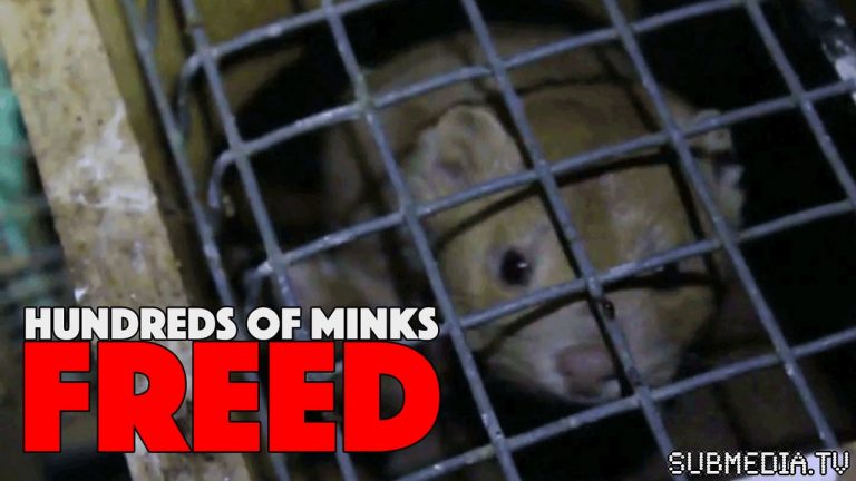 Hundreds of Minks Freed