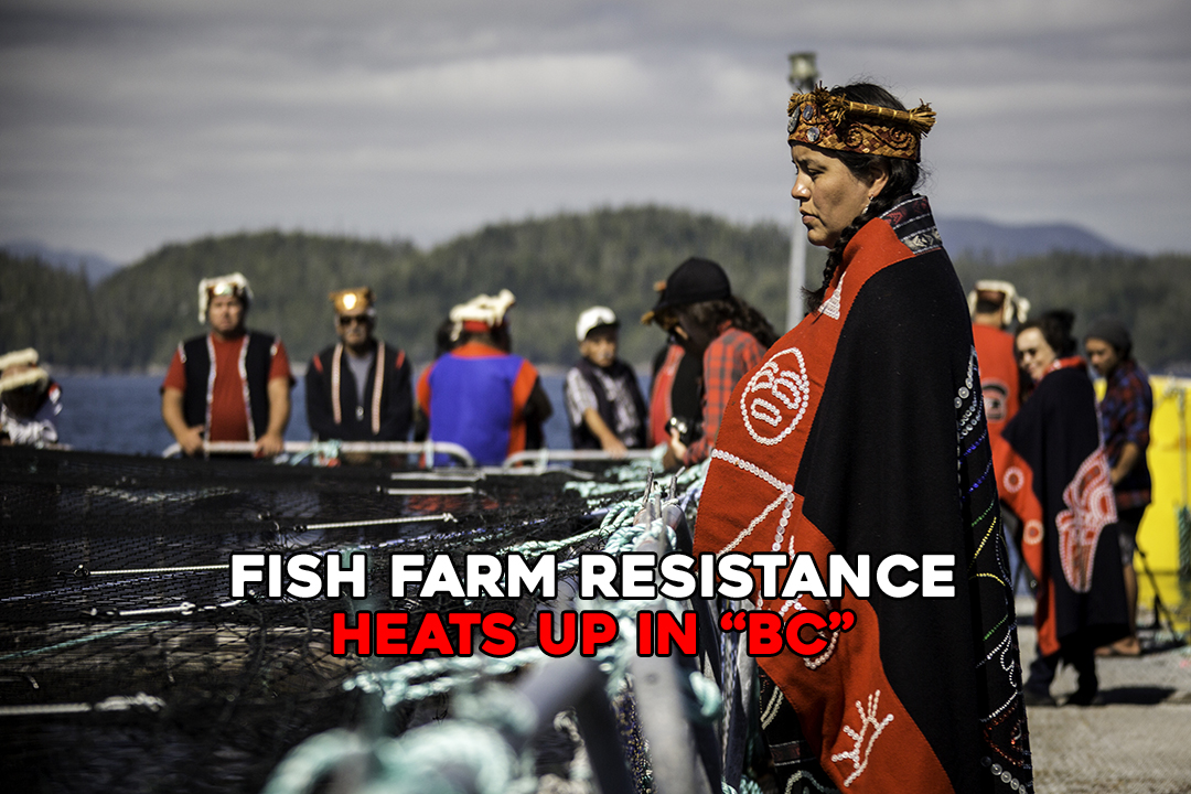 Fish Farm Resistance Heats Up in “BC” SUB.MEDIA