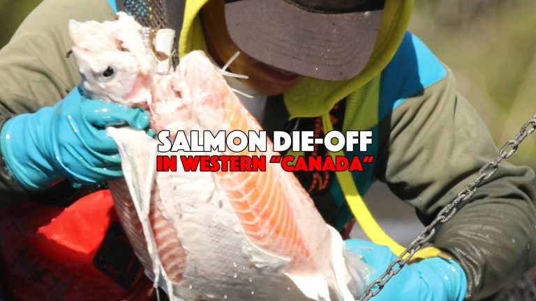 Salmon Die-Off in “Canada”